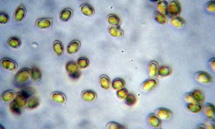 Ero sicuro fosse....